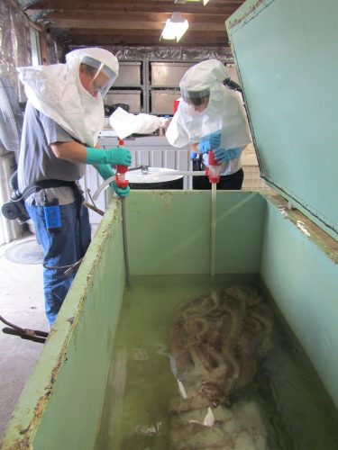 John and I wearing hooded respirators and pumping the formalin out of a giant metal tank containing the giant squid