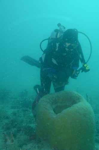 diver huddling next to giant yellow sponge