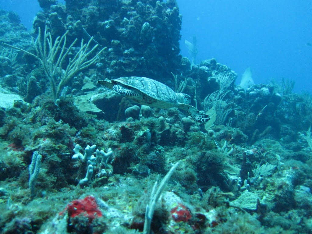 sea turtle swimming underwater