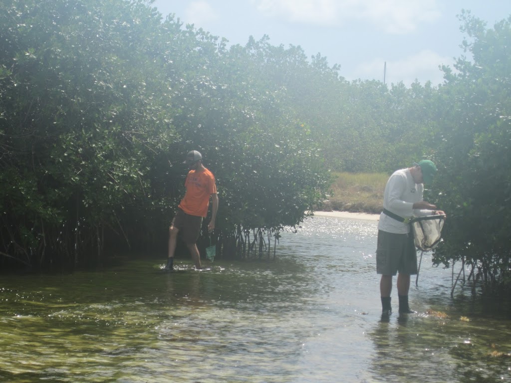 scientists hunting crabs