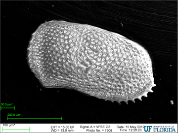 George Hecht's final SEM image of a Pussella species. Ostracod SEM image from the Florida Museum collection George Hecht's final SEM image of a Pussella species. Ostracod SEM image from the Florida Museum collection
