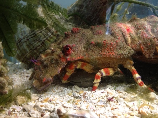 front half of the slipper lobster as she prepares to open a clam