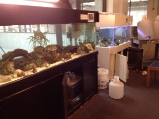 the lobby aquaria with carboys on a cart