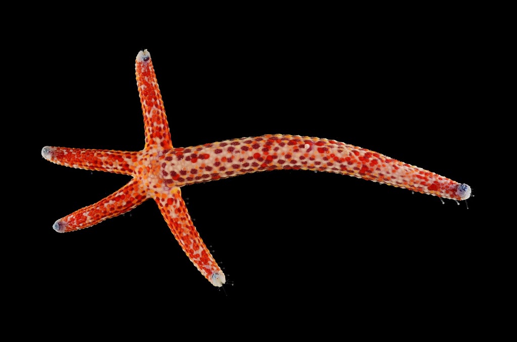 four longer arms sprouting from one even longer arm, same type of seastar as above