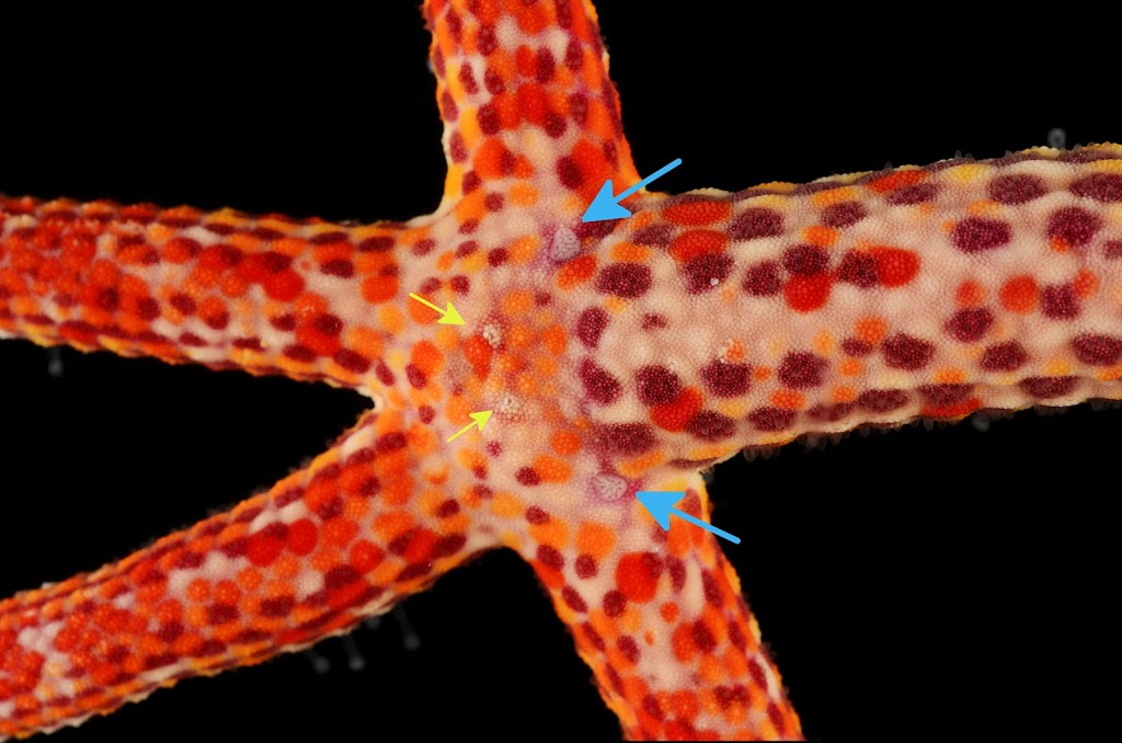 close up of center part of previous sea star pointing out two anuses and two madreporites