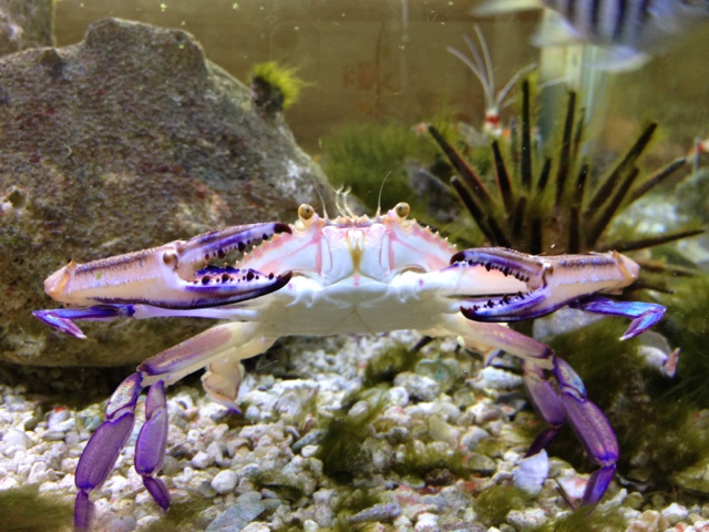 Portunus gibbesii in the aquarium