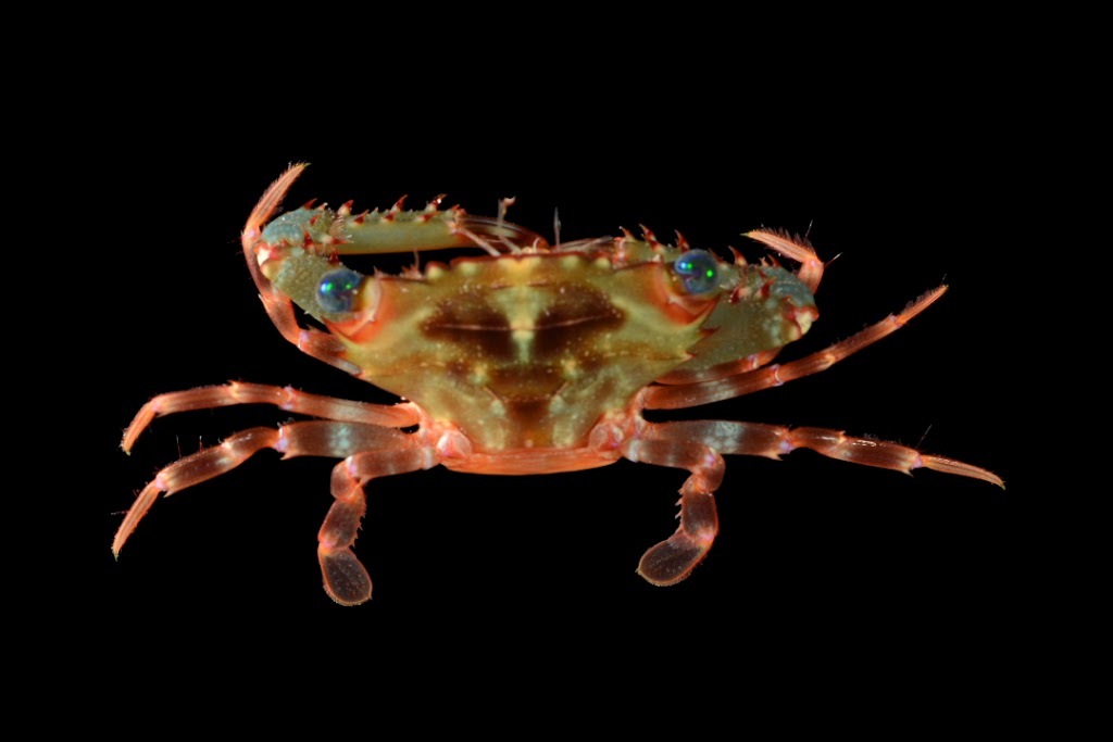 One such creature from the deep - a beautiful swimming crab. Photo courtesy FLMNH.