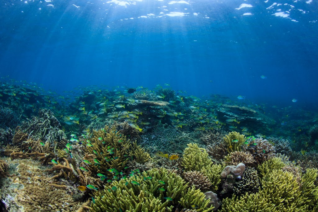 A profile shot of a shallow Red Sea reef near Saudi Arabia's Farasan Islands. Photo courtesy Tane Sinclair-Taylor.