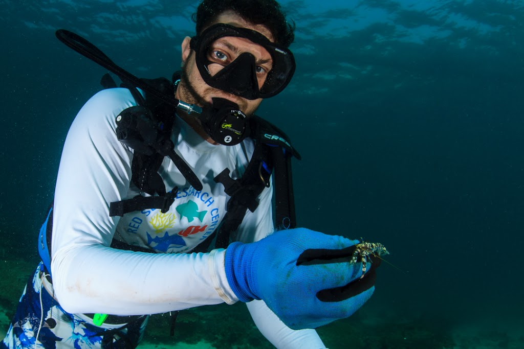 Cruise organizer Dr. Michael Berumen of the KAUST Reef Ecology Lab shows off a prize pistol shrimp.