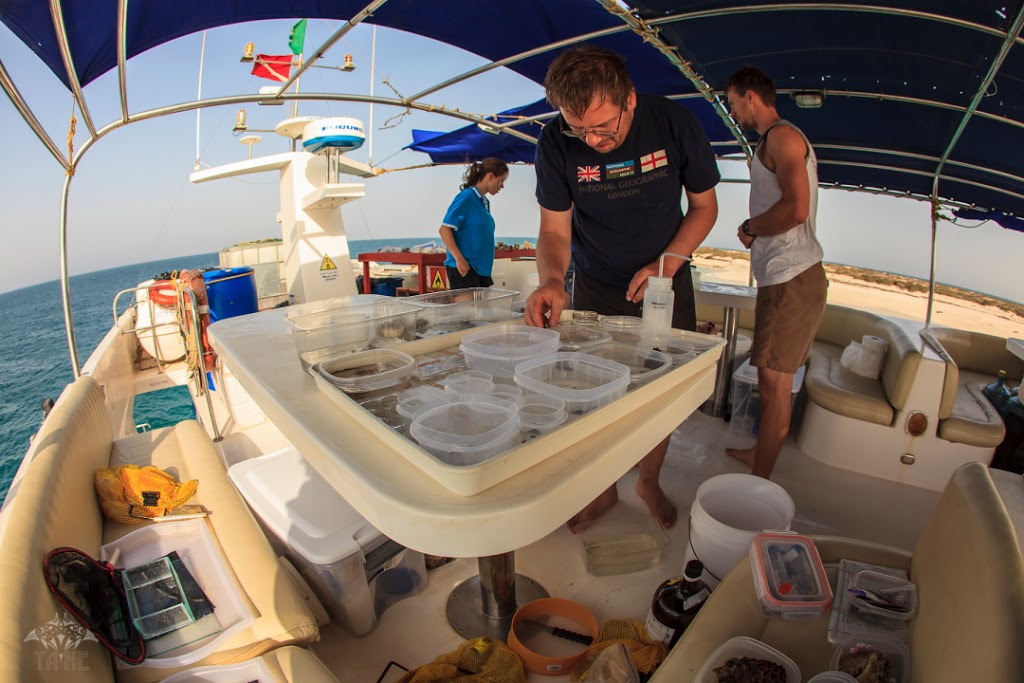 Dr. Arthur Anker acts as triage officer as the day's collection piles up on the sun deck. Photo courtesy Tane Sinclair-Taylor.