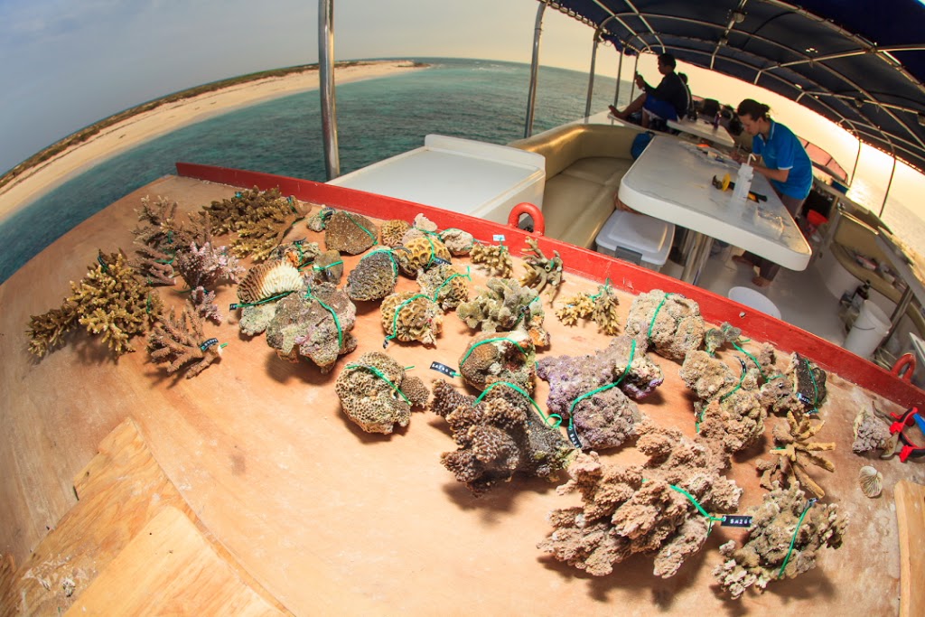 Coral specimens to be added to the reference collection must dry on deck before being bleached, labeled, and carefully stored. Photo courtesy Tane Sinclair-Taylor.