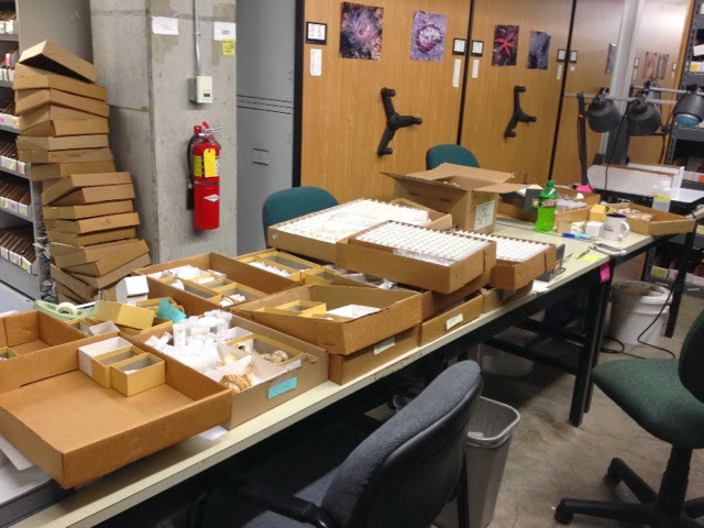large table full of specimens