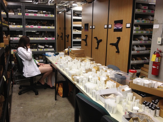 long table covered with specimens