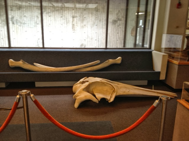 whale bones in the lobby of Dickinson hall