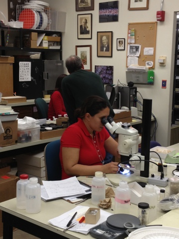 Andréa observing specimens under a microscope