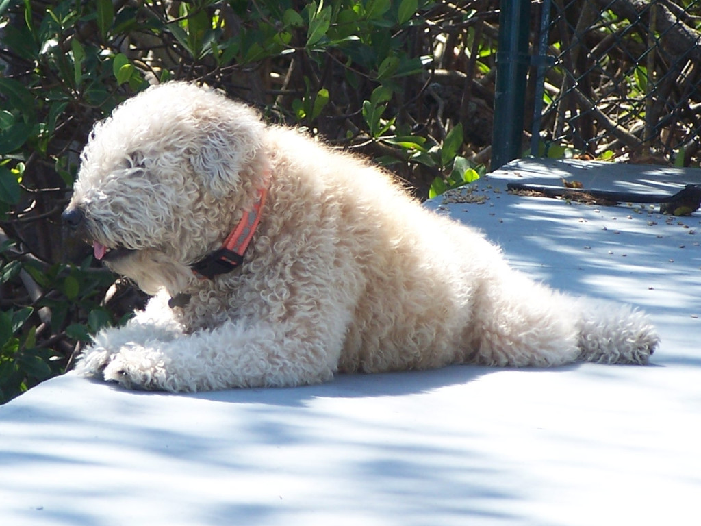 Mookie the wheaten terrier