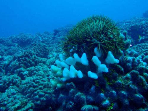 Acanthaster eating Pocillopora