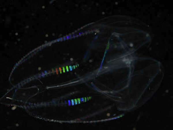 deep sea jellies