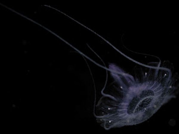 deep sea jellies