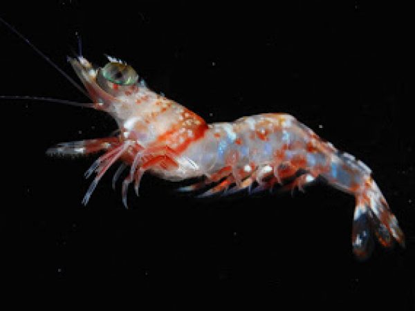 penaeid shrimp