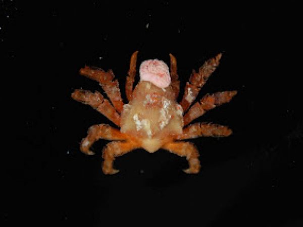 decorator crab
