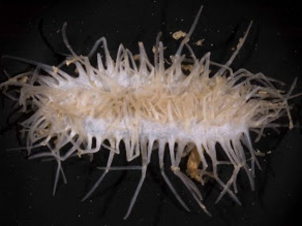 deep-water sea cucumbers