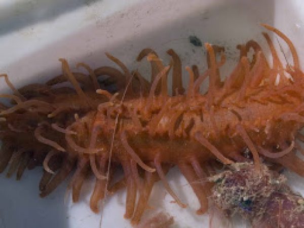 deep-water sea cucumbers
