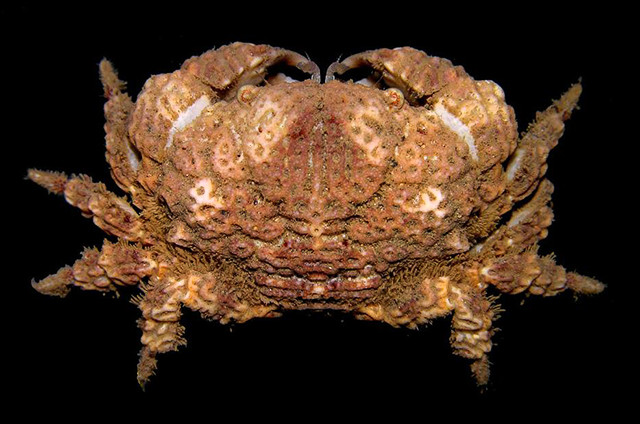 Glyptoxanthus cf. angolensis from São Tomé Island, West Africa, FLMNH specimen