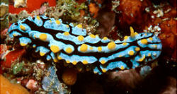 Phyllidia varicosa