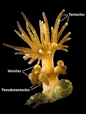Figure 1: Whole individual from Moorea (Pacific Ocean) showing expanded tentacles and pseudotentacles.