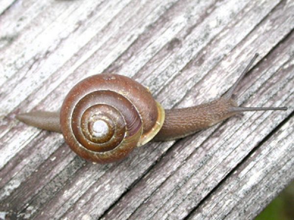 Wandering globe snail, Mesodon altivagus