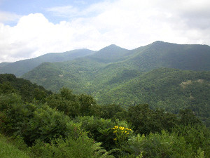 The habitat of Mesodon altivagus