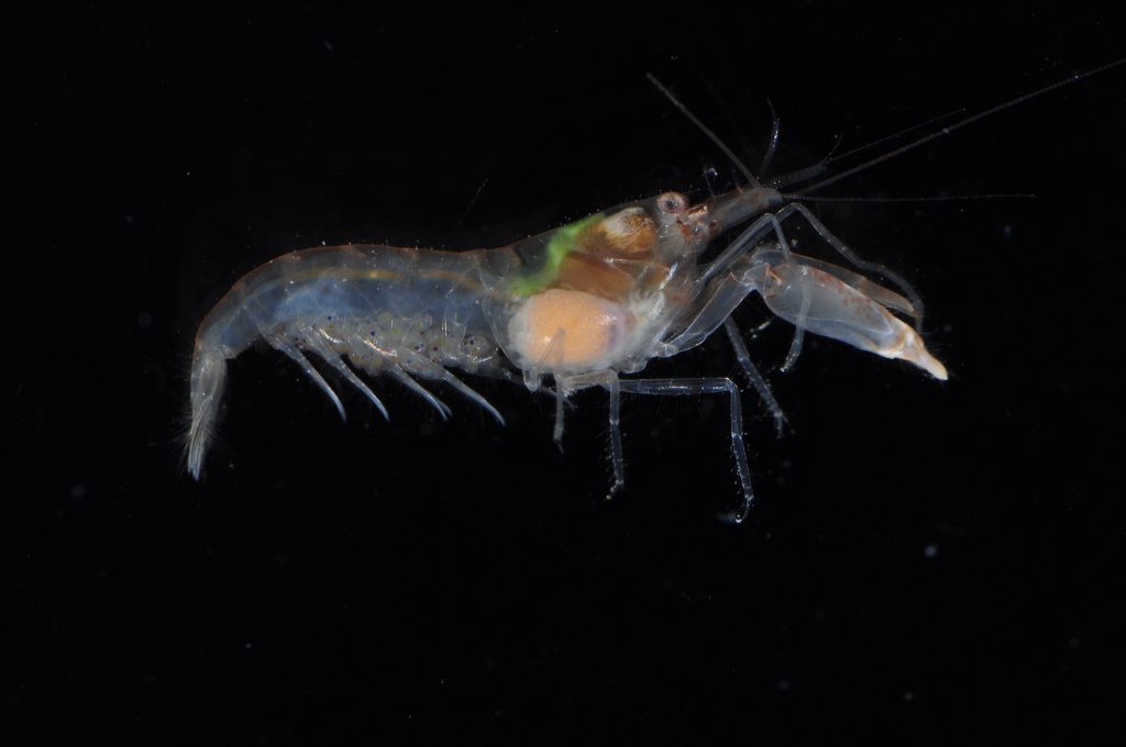 shrimp and parasite, side view