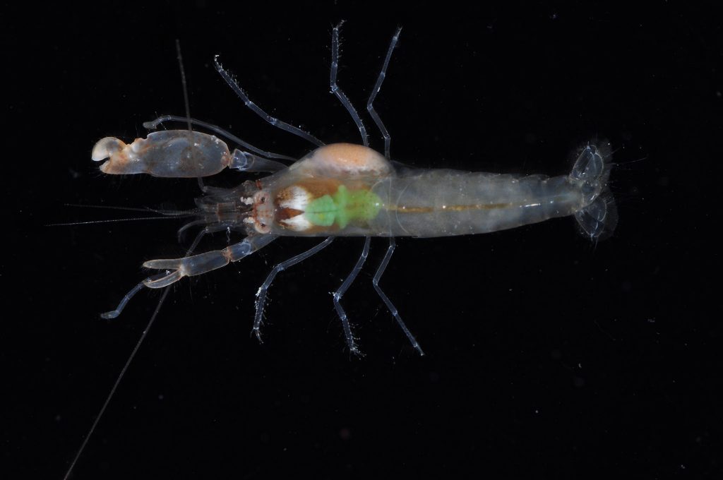 shrimp and parasite, top view