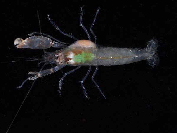 shrimp and parasite, top view