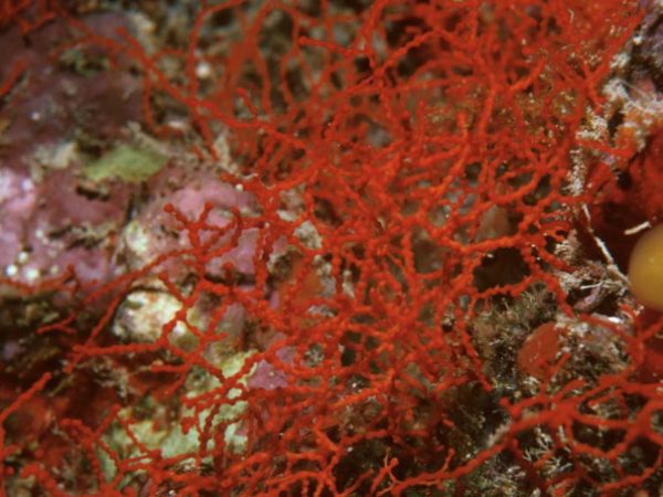 Acabaria sp. 1A Guam 251-9