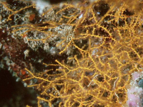 Acabaria sp. 1B Guam 251-14