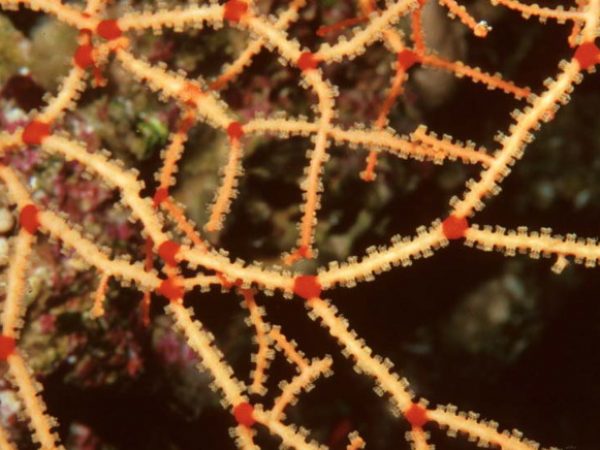 Acabaria sp. 2A Guam 459-23