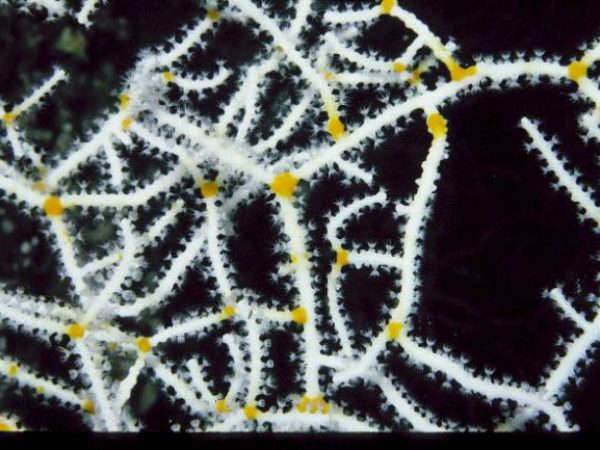 Acabaria sp. 2B Guam 459-22 ex MP