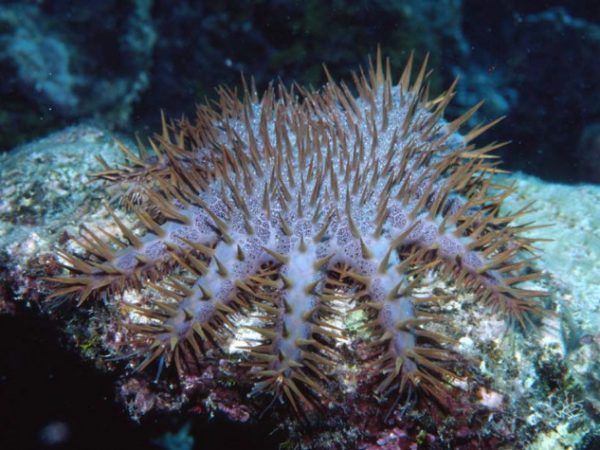 Acanthaster planci Guam 742-25