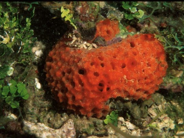 Acanthella cavernosa Guam 530-31_1