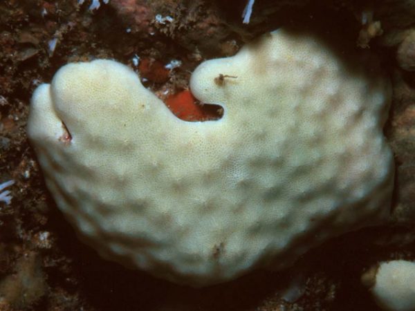 Acanthochaetetes wellsi Guam 649-7_1