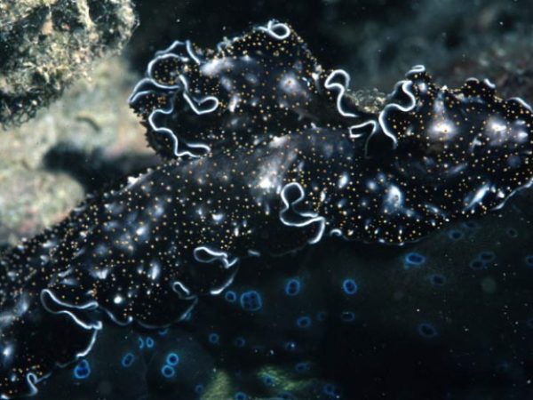 Acanthozoon sp. 1 (n.sp.) on Tridacna gigas Palau 3m RFM-B-95