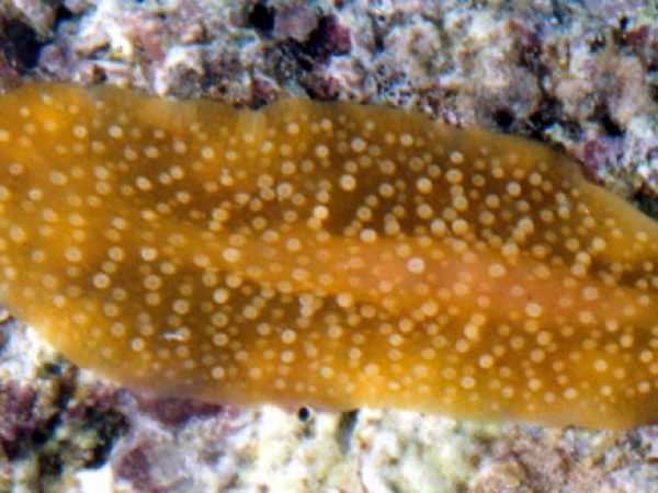 Acanthozoon sp. 2 Guam 814-33