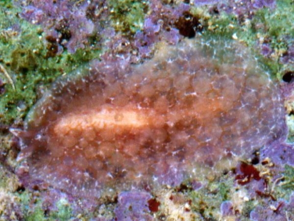 Acanthozoon sp. 3 Guam 862-16