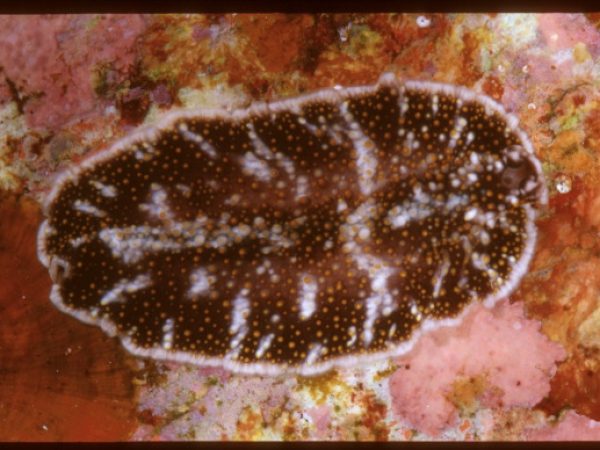 Acanthozoon sp. 5 RRW 1-43-DR-H-