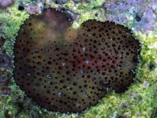 Acanthozoon~Thysanozoon sp. 1 Guam 818-25