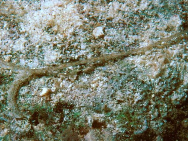 Achaetobonellia aff. maculata Guam 262-3_1