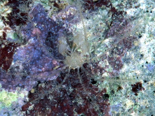 Achaeus lacertosus Guam 823-28