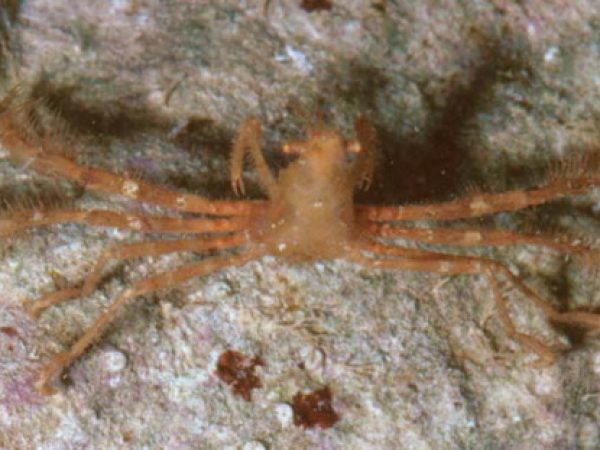 Achaeus laeviocuius Guam 583-6